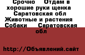 Срочно!!! Отдам в хорошие руки щенка - Саратовская обл. Животные и растения » Собаки   . Саратовская обл.